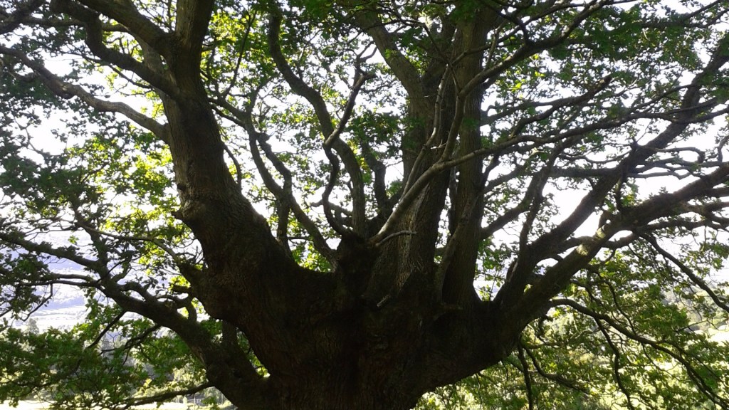 All under a bright canopy we&nbsp;gathered
